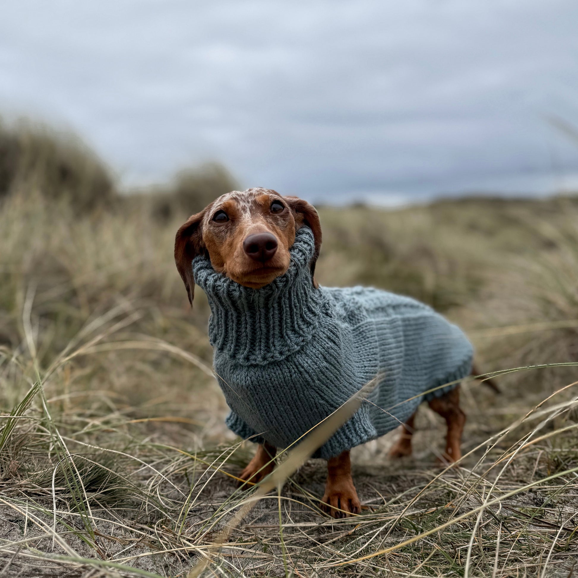 PRIMUS Hand-Knitted Alpaca Wool Turtleneck Sweater for Small Dogs | Custom-Tailored, Made to Measure