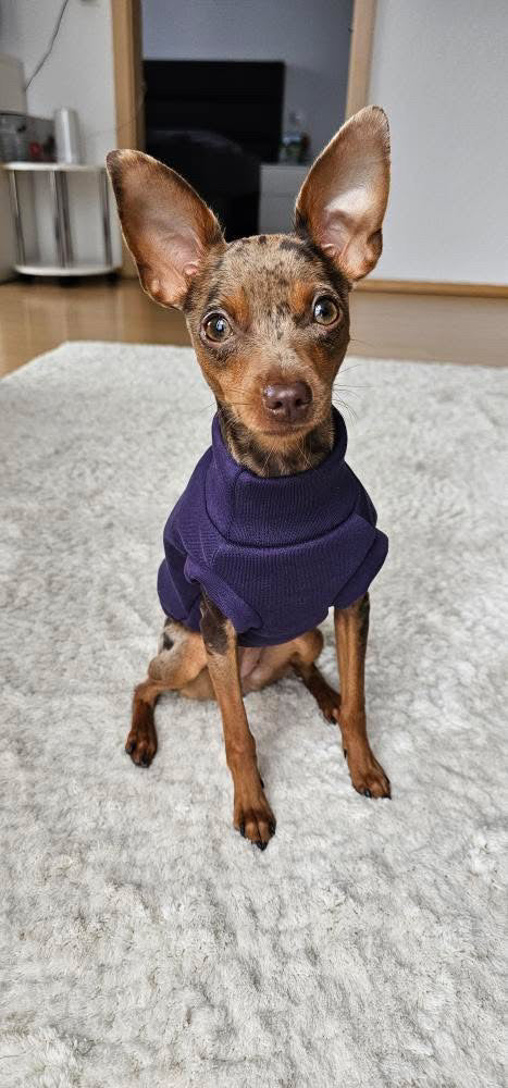 Prague Ratter from Germany wearing custom-tailored sweatshirt sleeveless tank-top vest in purple grape color from Lana Royals Pet Wear