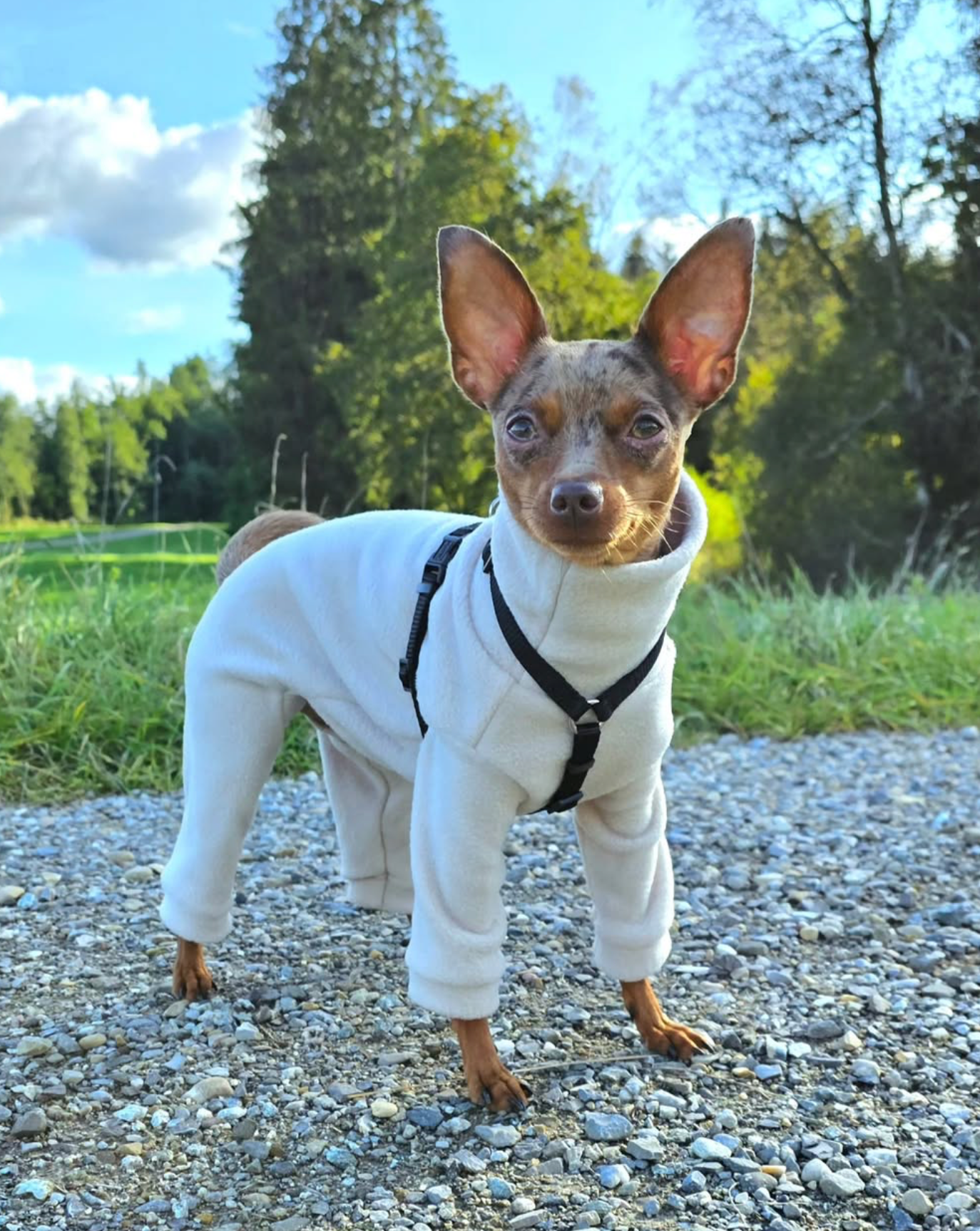 Prague Ratter from Germany wearing custom-tailored fleece jumpsuit onesie pajamas in beige color from Lana Royals Pet Wear