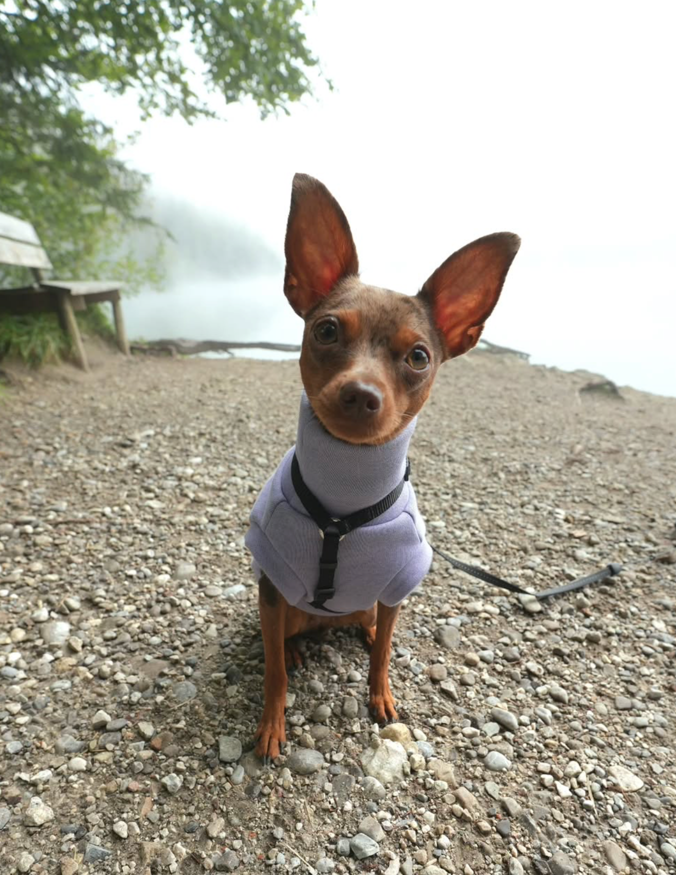 Prague Ratter from Germany wearing custom-tailored sweatshirt sleeveless tank-top vest in lilac color from Lana Royals Pet Wear