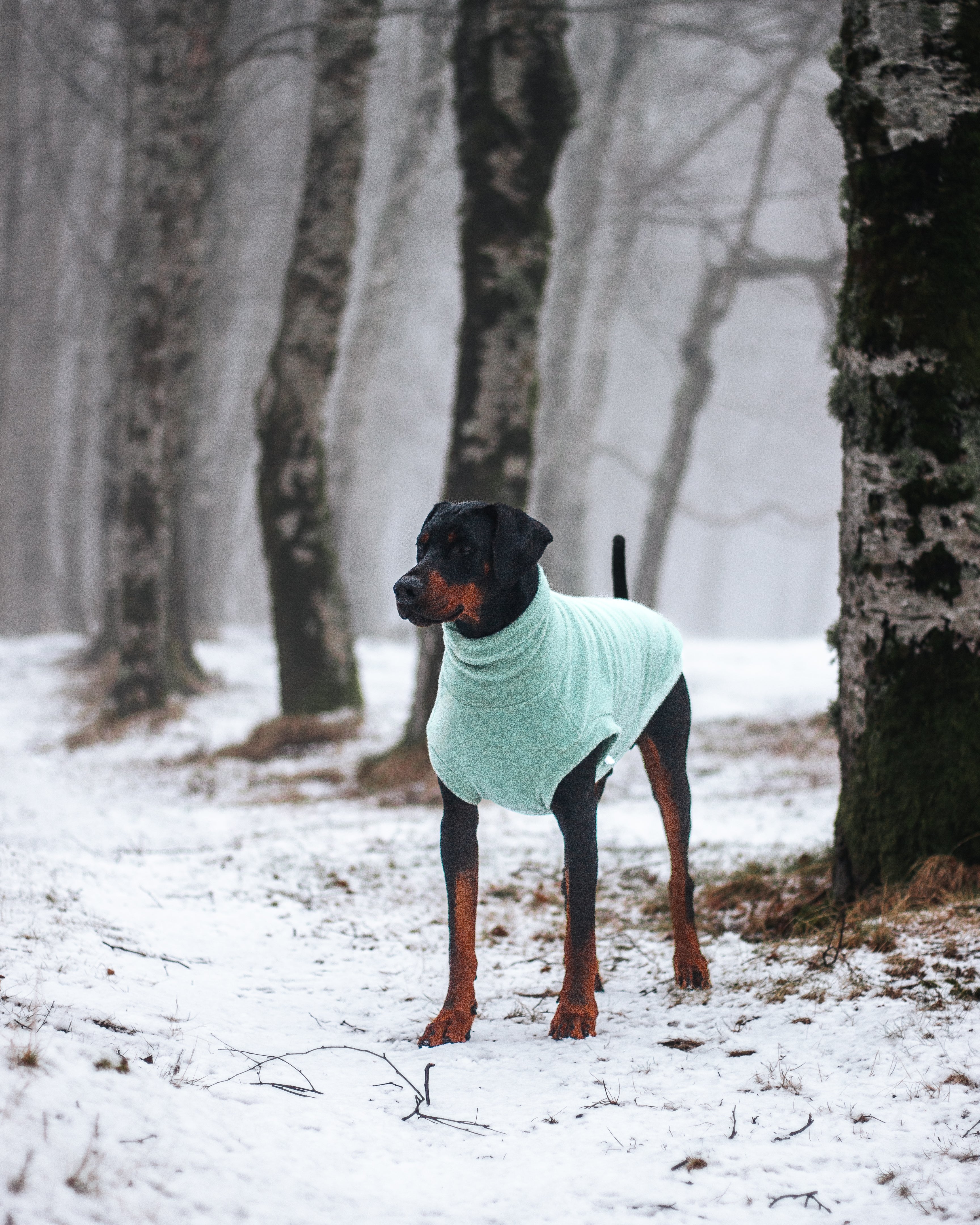Dobermann Pinscher from Golden Brisen Kennel from Portugal wearing custom-tailored fleece tank-top sleeveless vest  in aqua color from Lana Royals Pet Wear