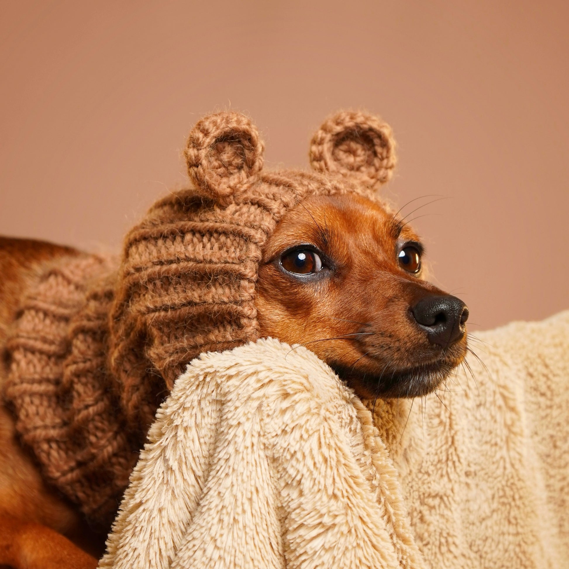 NORDIC CUDDLEBEAR Hand-Knitted Alpaca Wool Snood with Teddy Bear Ears for Dogs | Custom-Tailored, Made to Measure