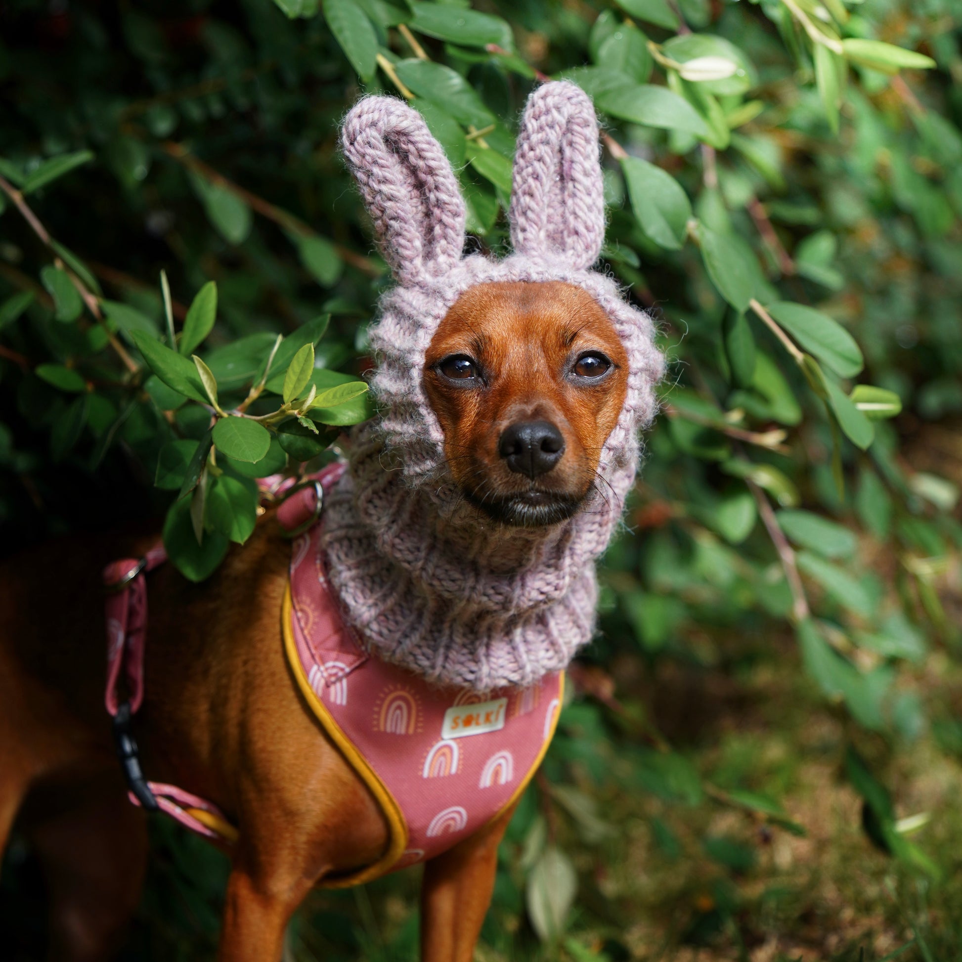NORDIC CUDDLEBUNNY Hand-Knitted Alpaca Wool Snood with Bunny Ears for Dogs | Custom-Tailored, Made to Measure