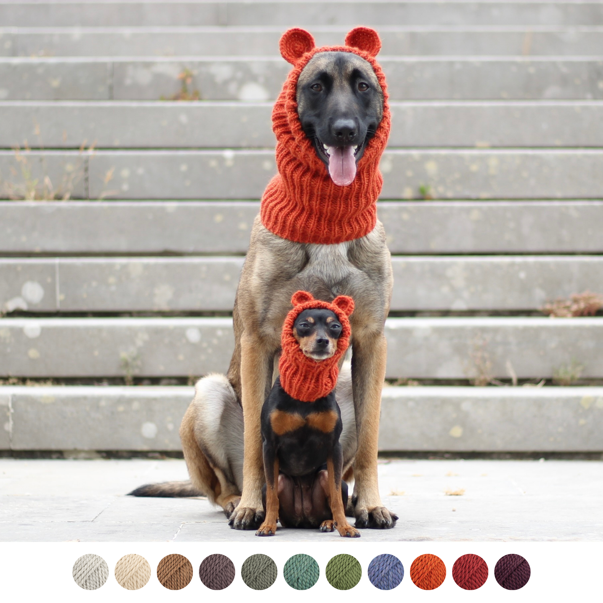 Belgian Shepherd Malinois and Miniature Pinscher Prague Ratter dog wearing handmade knitted thick alpaca wool snood with crochet teddy bear mouse ears. Custom-tailored to measure by Lana Royals Pet Wear.
