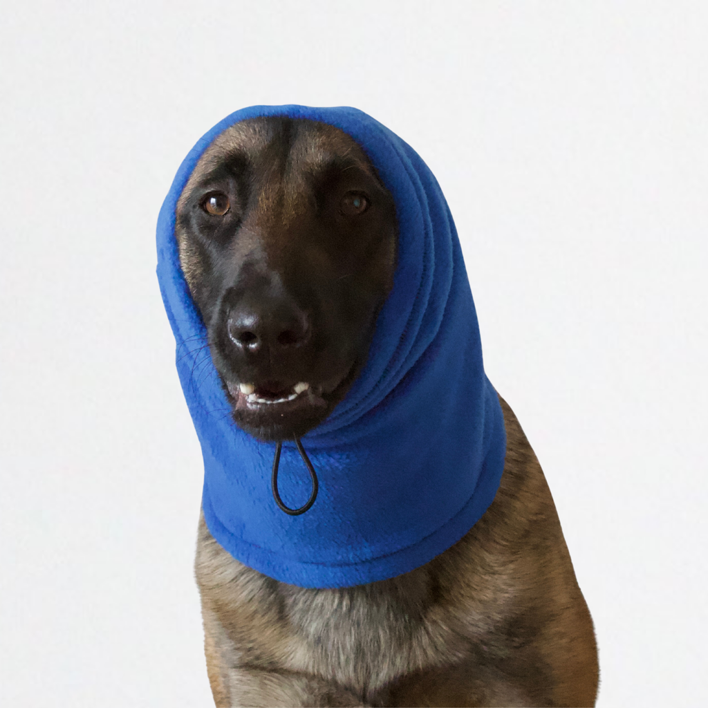 Belgian Shepherd Malinois wearing royal blue fleece snood, custom-tailored to measure by Lana Royals Pet Wear.