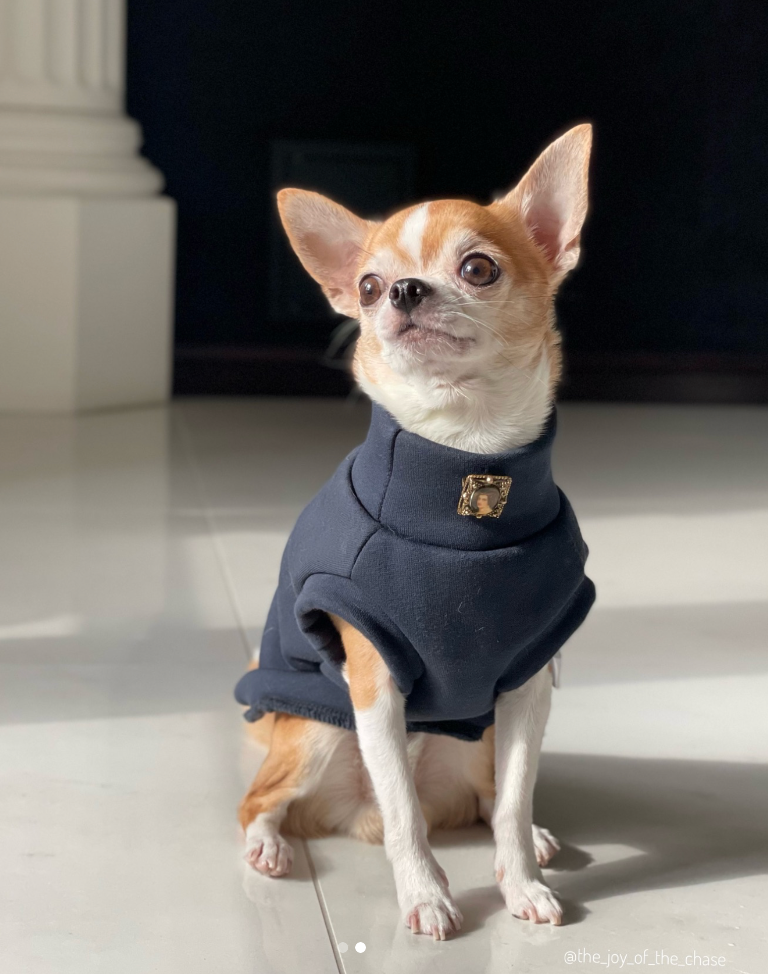 Chihuahua dog from Latvia wearing custom-tailored sweatshirt sleeveless tank-top vest in navy blue midnight color from Lana Royals Pet Wear