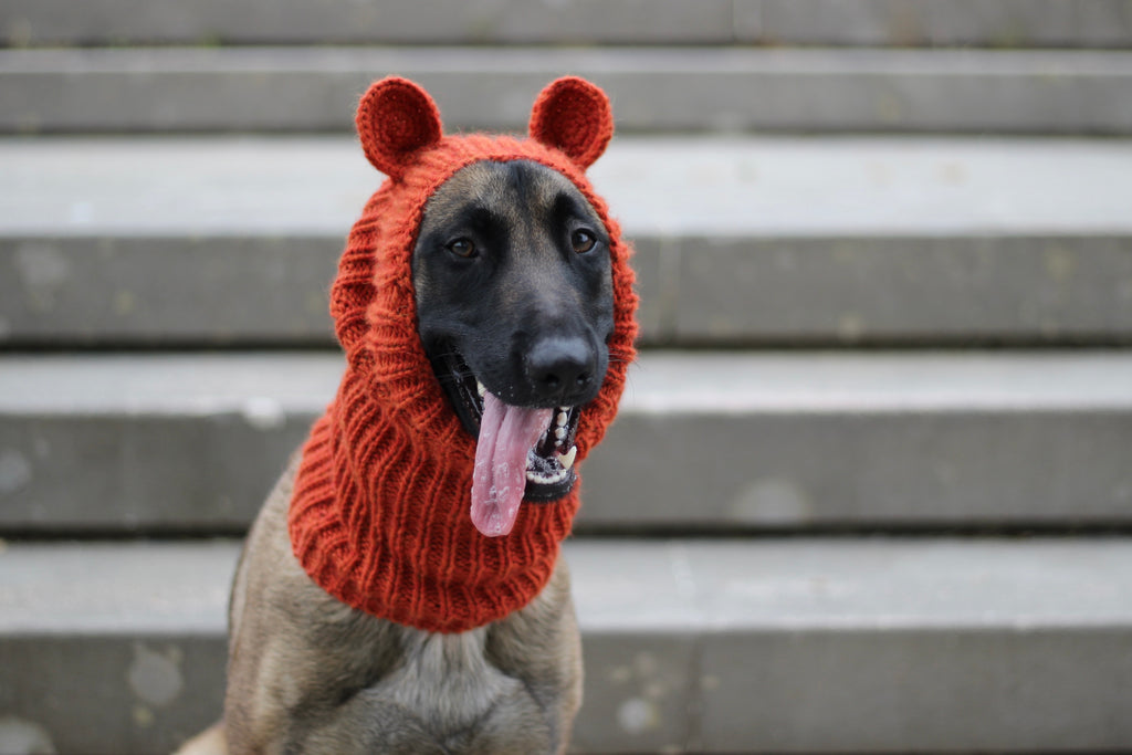 Belgian Shepherd Malinois dog wearing custom-tailored, hand-knitted snood with teddy bear ears named "NORDIC CUDDLEBEAR" in pumpkin spice (orange) color