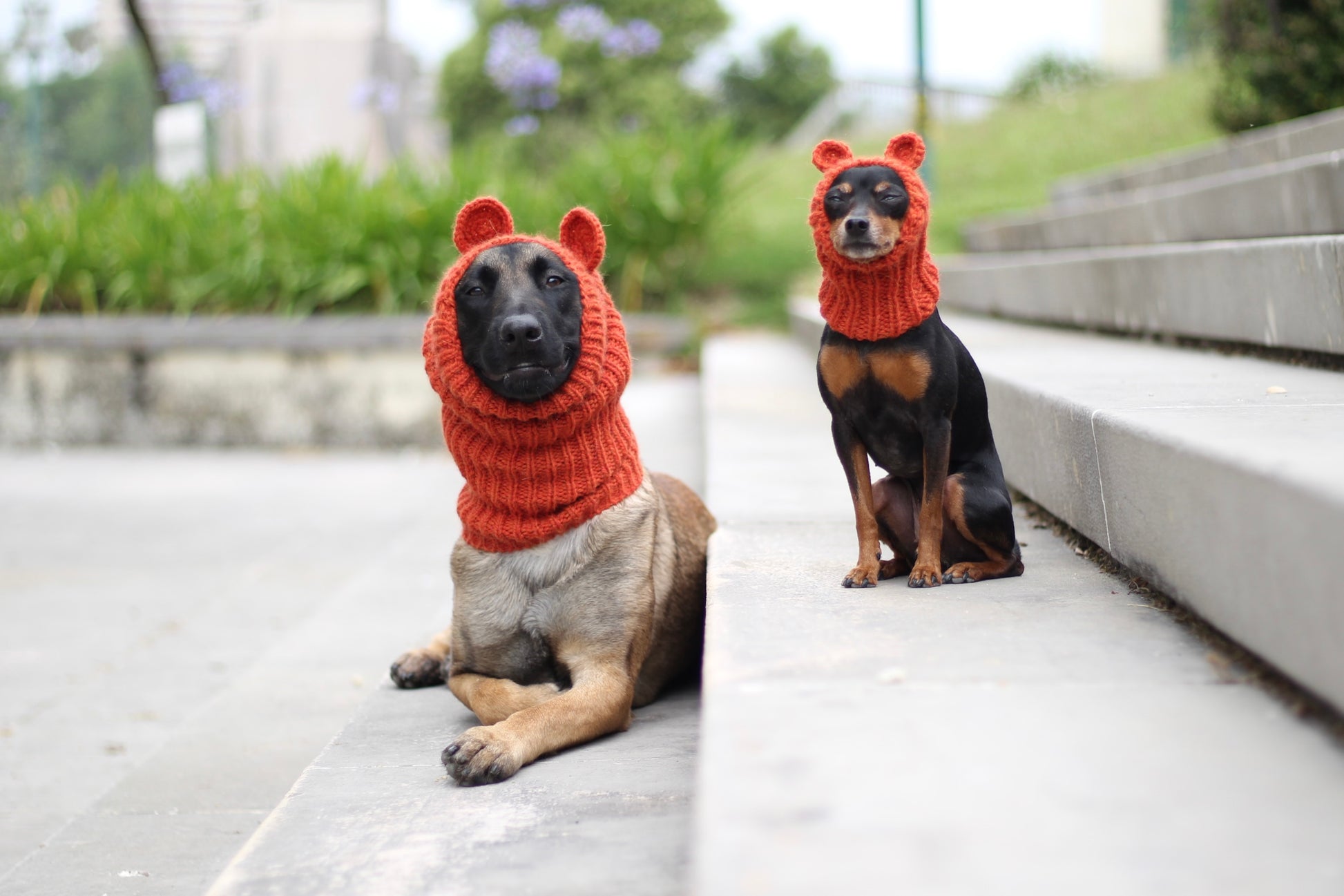Belgian Shepherd Malinois dog and Miniature Pinscher, Prague Ratter dog wearing custom-tailored, hand-knitted snoods with teddy bear ears named "NORDIC CUDDLEBEAR" in pumpkin spice (orange) color