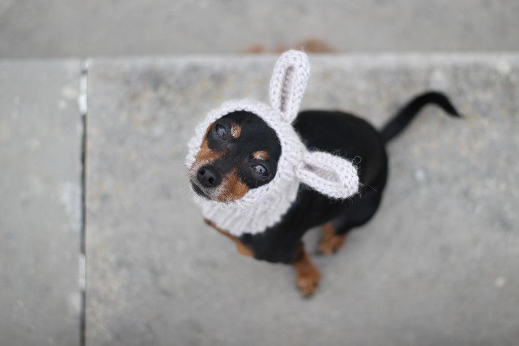 Miniature Pinscher, Prague Ratter dog wearing custom-tailored, hand-knitted snood with bunny ears named "NORDIC CUDDLEBUNNY" in lunar caliza color, view from above