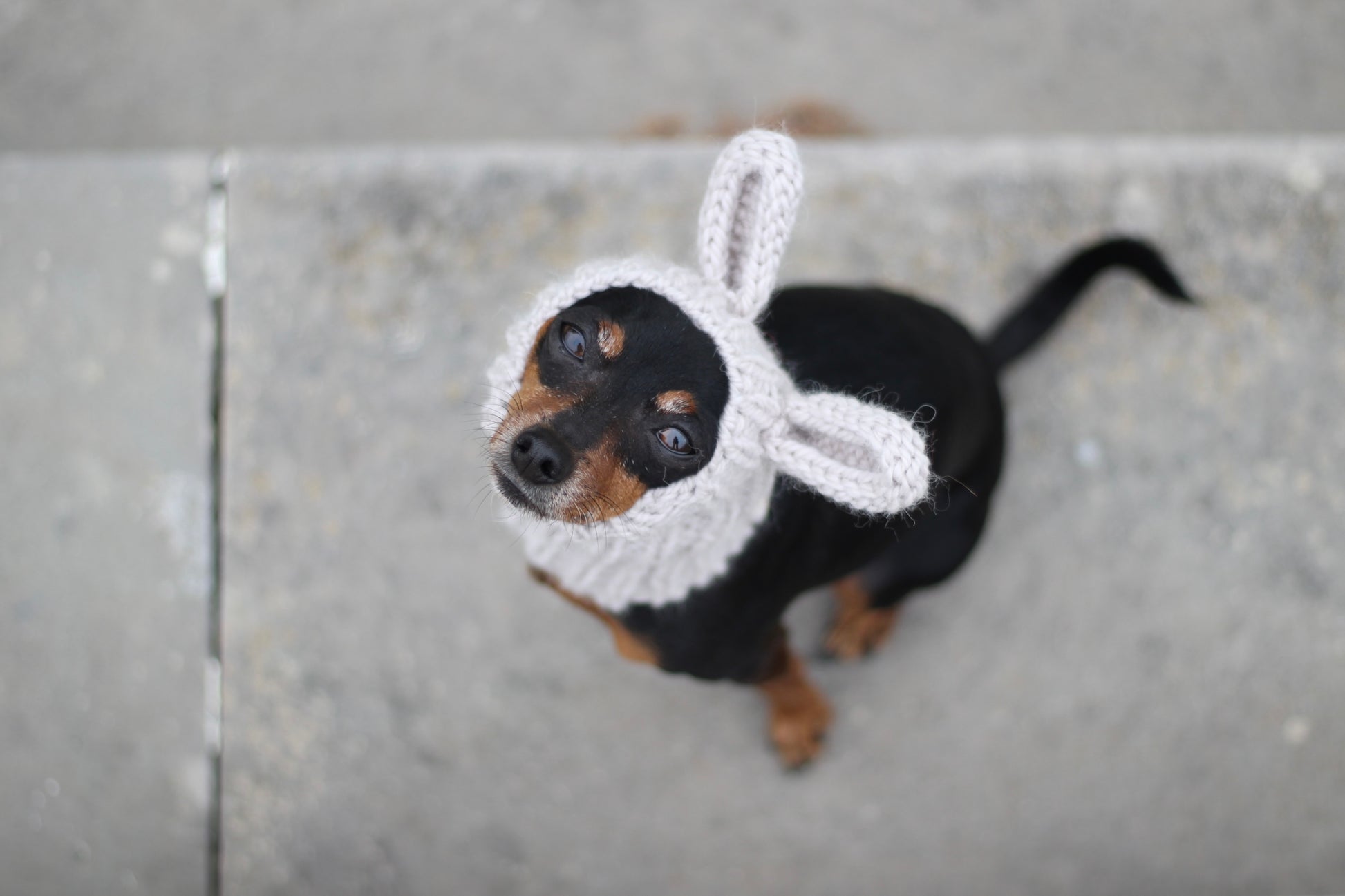 Miniature Pinscher, Prague Ratter dog wearing custom-tailored, hand-knitted snood with bunny ears named "NORDIC CUDDLEBUNNY" in lunar caliza color, view from above