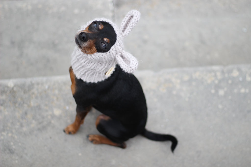 Miniature Pinscher, Prague Ratter dog wearing custom-tailored, hand-knitted snood with bunny ears named "NORDIC CUDDLEBUNNY" in lunar caliza color, view from above