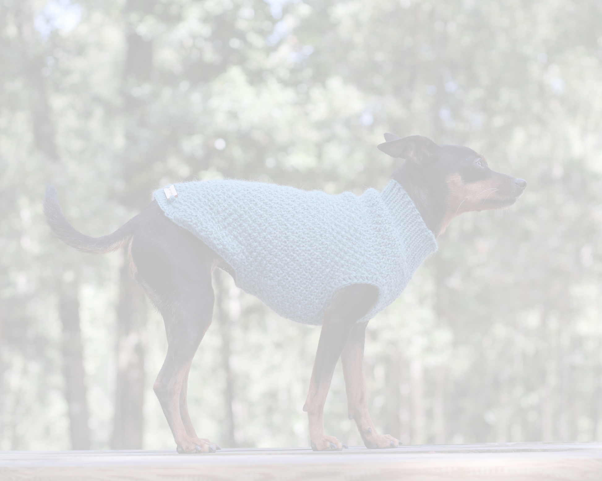Dog wearing a teal sweater, tank-top vest, hand-knitted by Lana Royals Pet Wear, custom clothing for dogs.