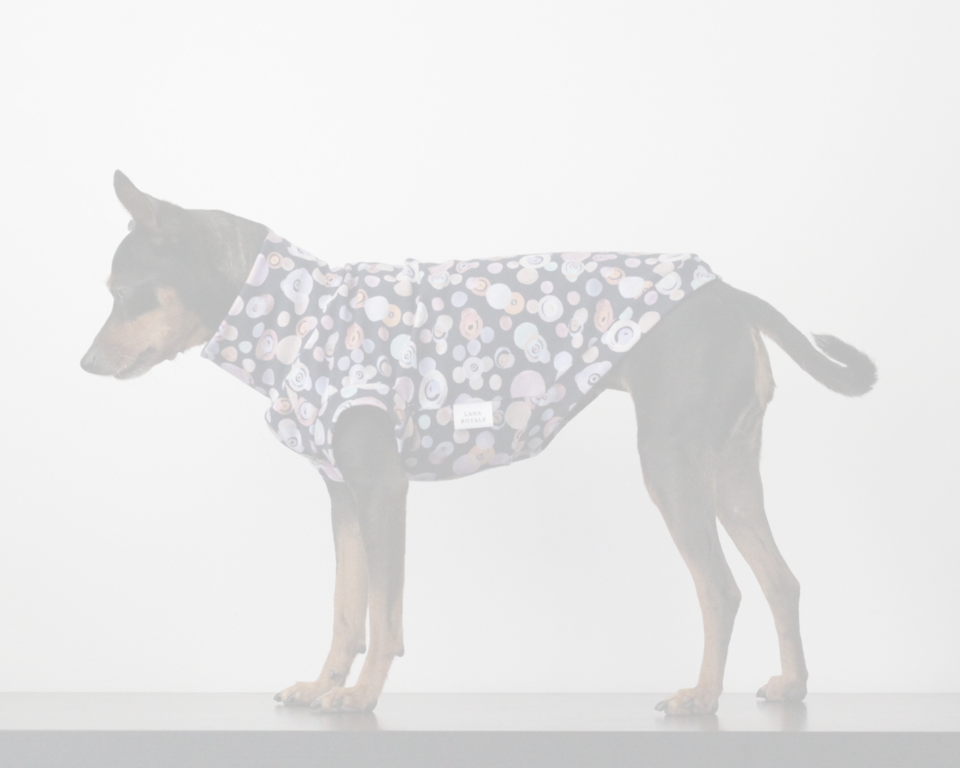 Dog wearing a patterned coat on a white background. Custom handmade sweaters for dogs from Lana Royals Pet Wear.