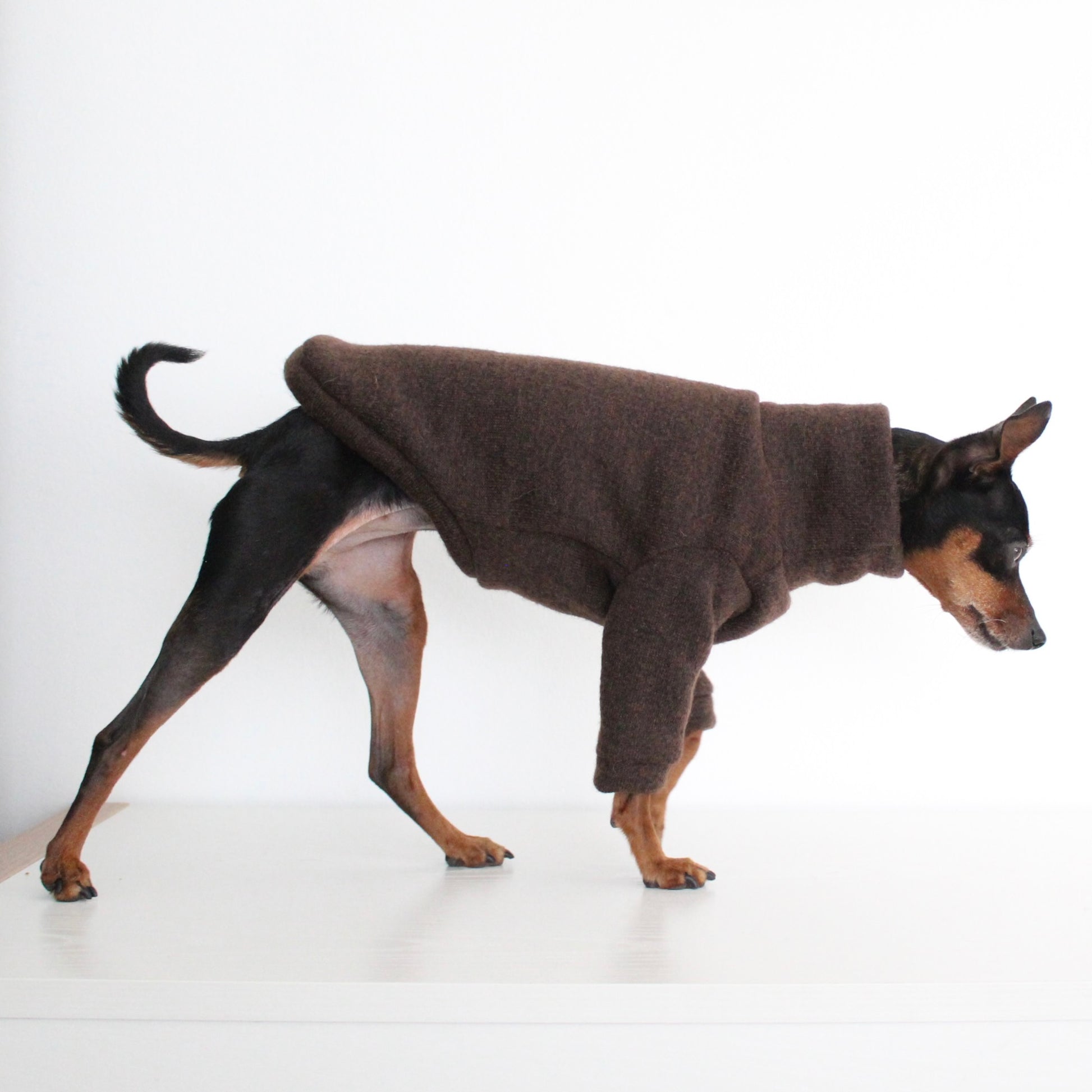 WOOLLY Dark Brown Wool Fabric Jumper with Front Sleeves for Dogs | Custom-Tailored, Made to Measure