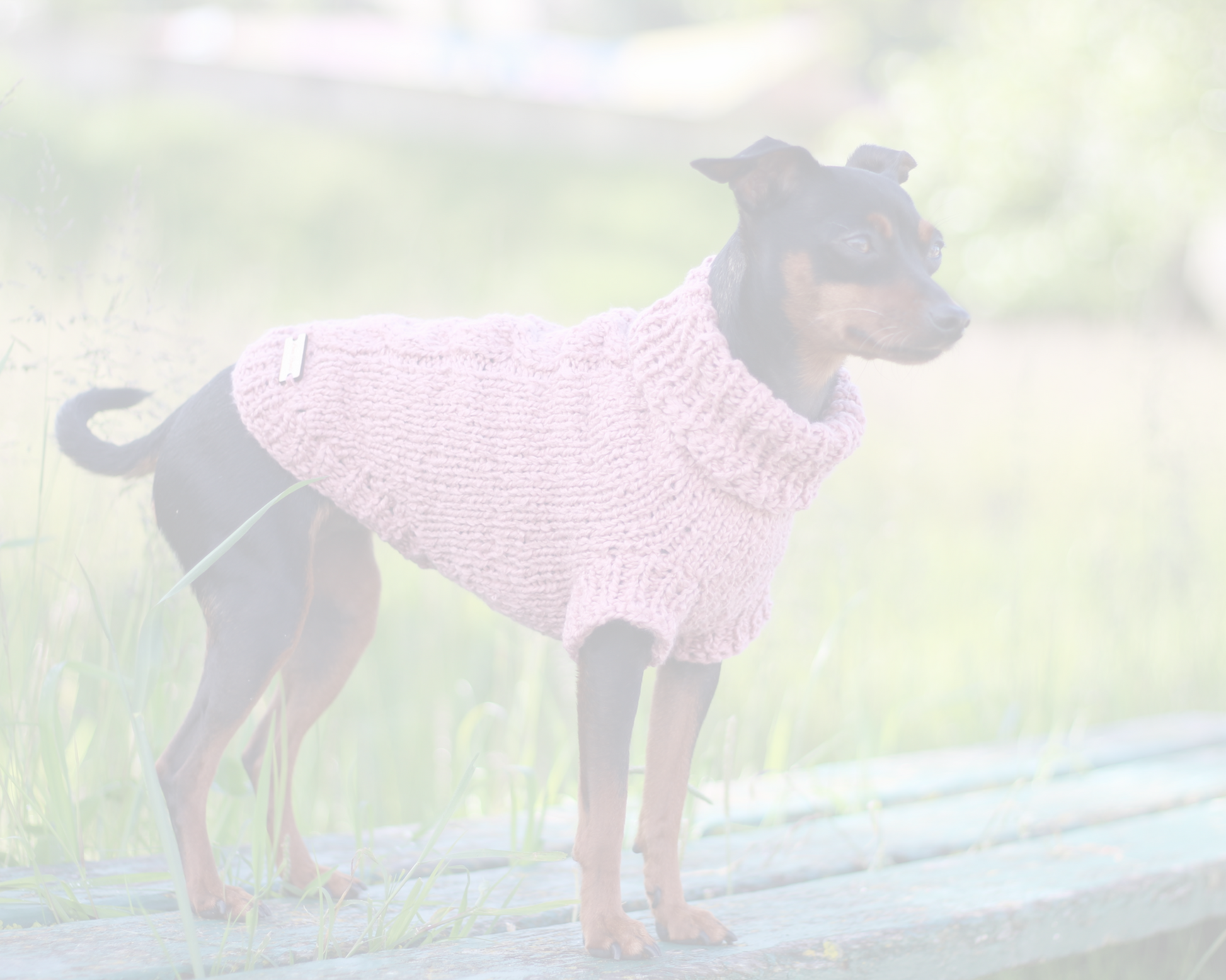 Dog wearing a pink sweater standing on a wooden surface with a blurred background. Custom handmade sweaters for dogs from Lana Royals Pet Wear.